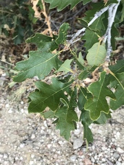 Quercus