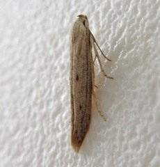 Haplochrois bipunctella