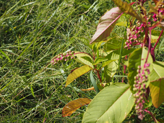 Phytolacca americana