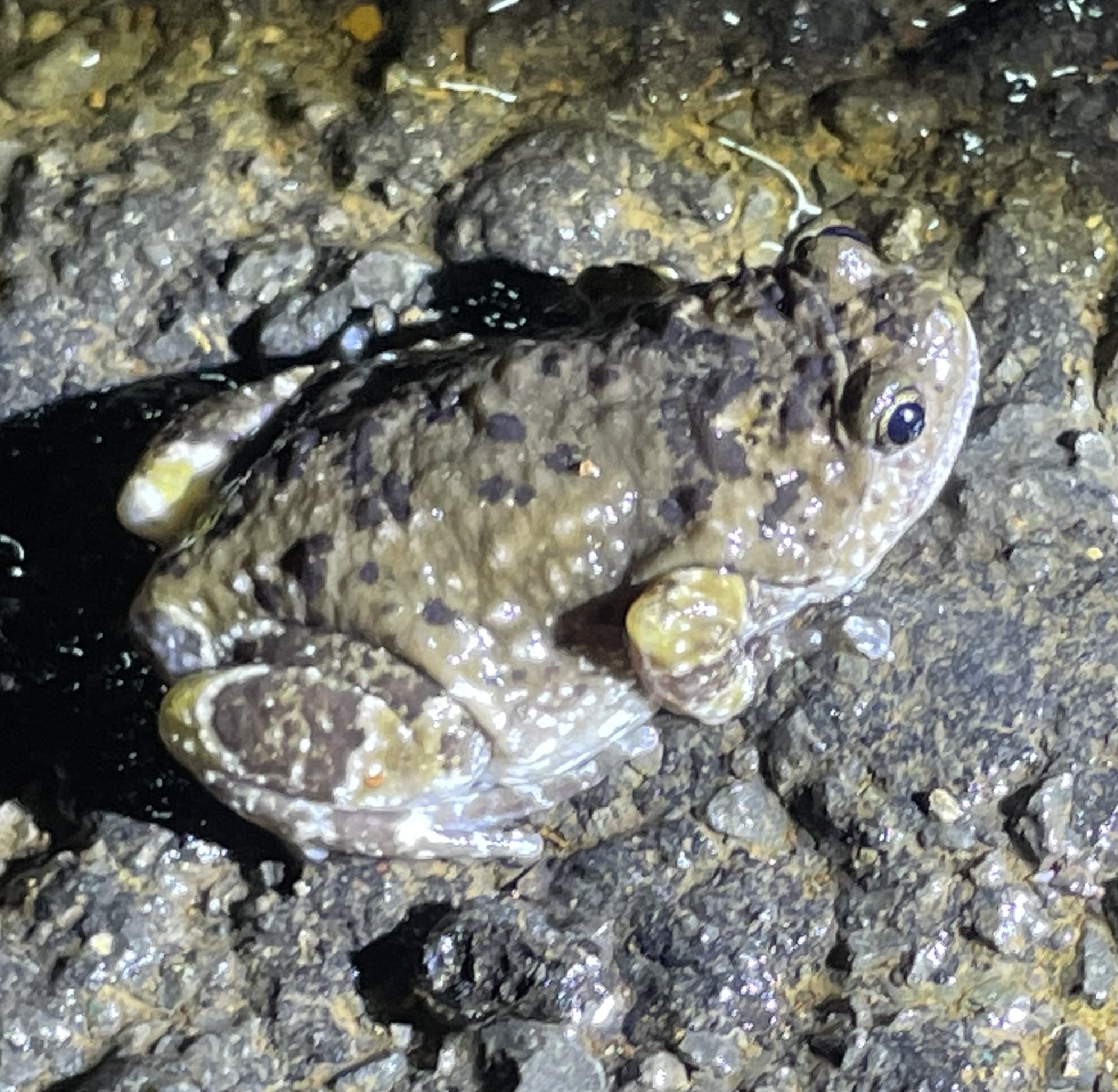 Forest Torrent Frog