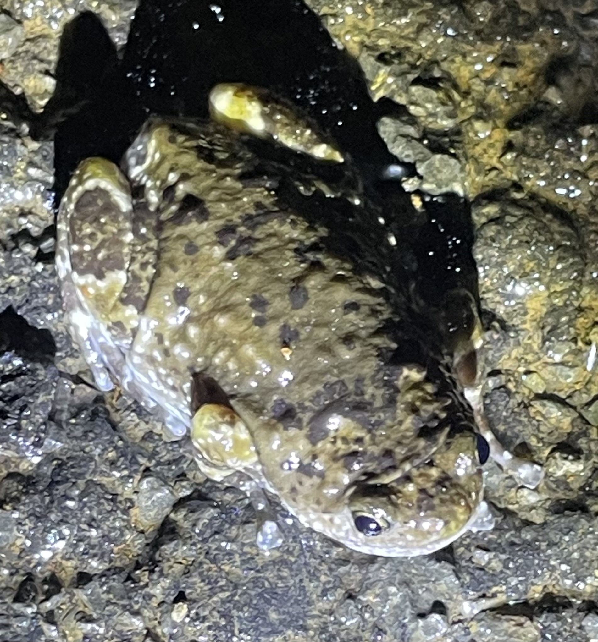 Forest Torrent Frog
