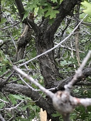 Quercus gambelii