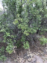 Quercus gambelii