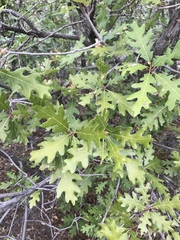 Quercus gambelii