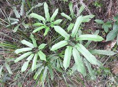 Heptapleurum heptaphyllum