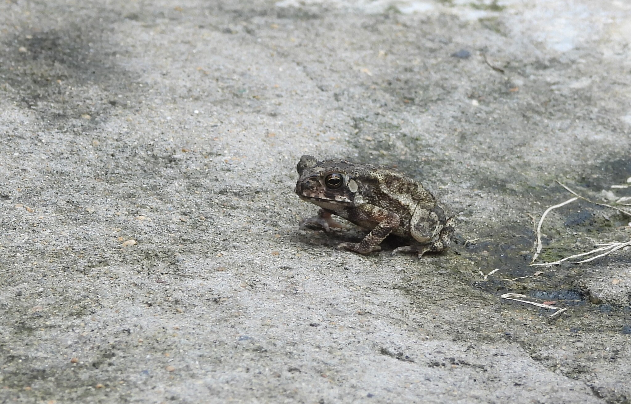 Indian Common True Toad