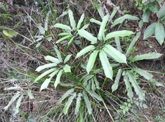 Heptapleurum heptaphyllum