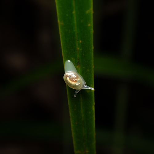 Boninosuccinea ogasawarae, 2025-03-03