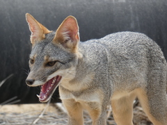 Lycalopex sechurae