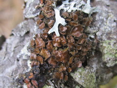 Tuckermanella fendleri