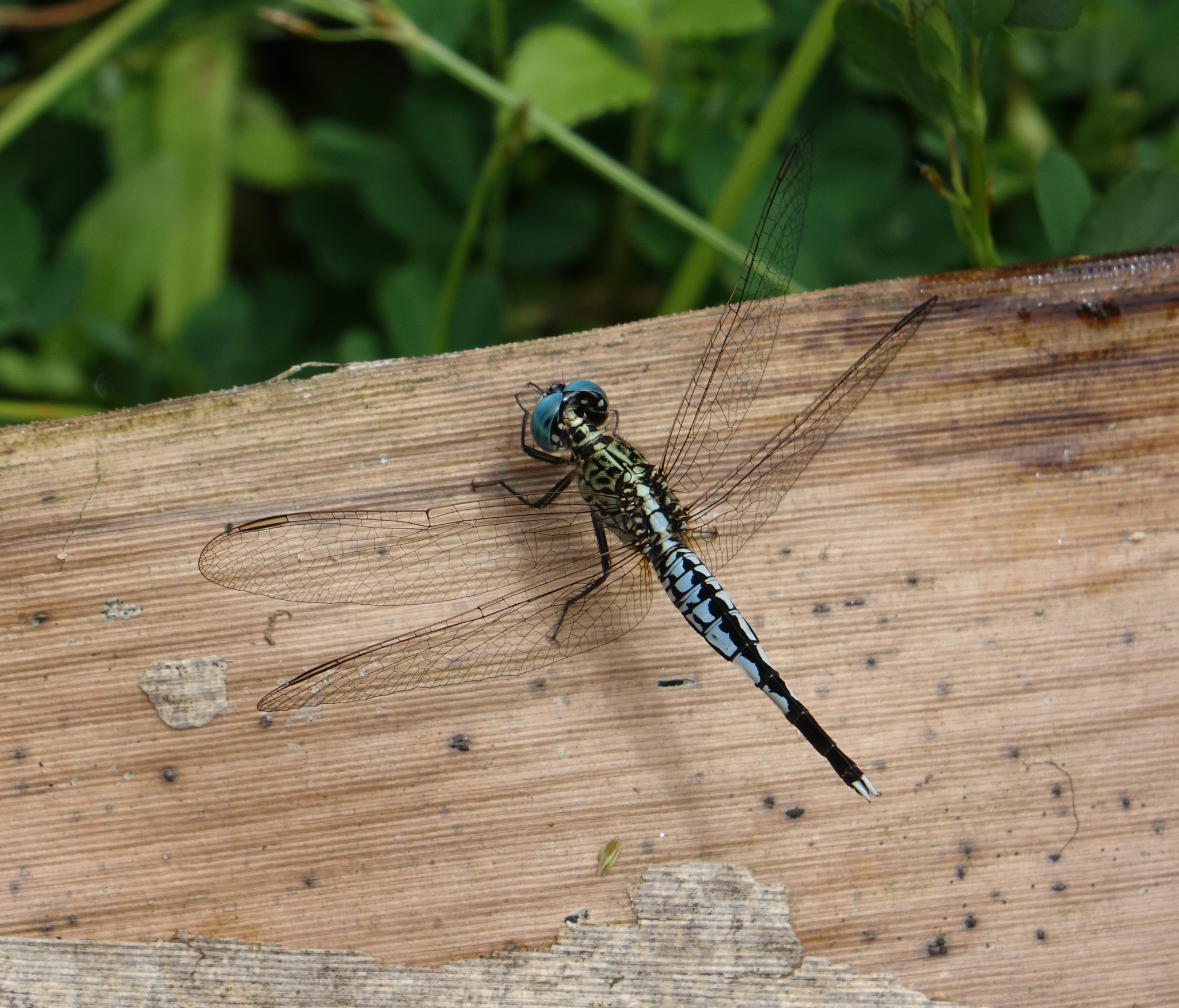 Trumpet-Tail