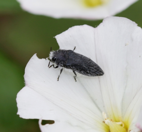 Acmaeodera cylindrica