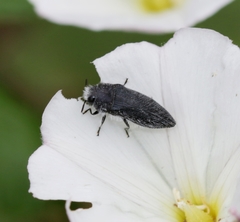 Acmaeodera cylindrica