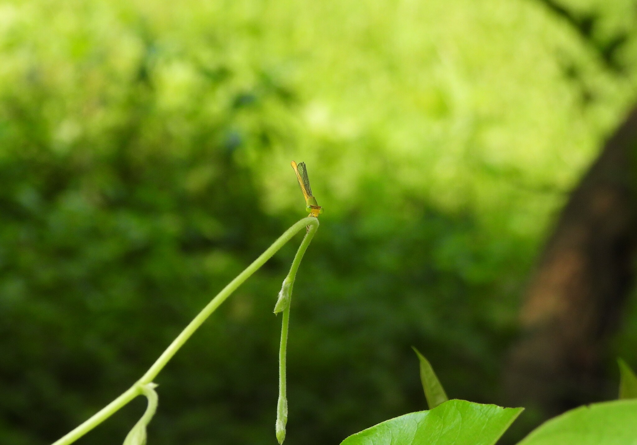Coromandel Marsh Dart