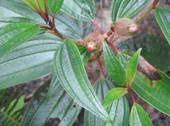 Melastoma sanguineum