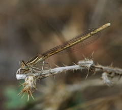 Platycnemis acutipennis