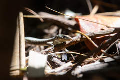 Snake-Eyed Skink photo 4