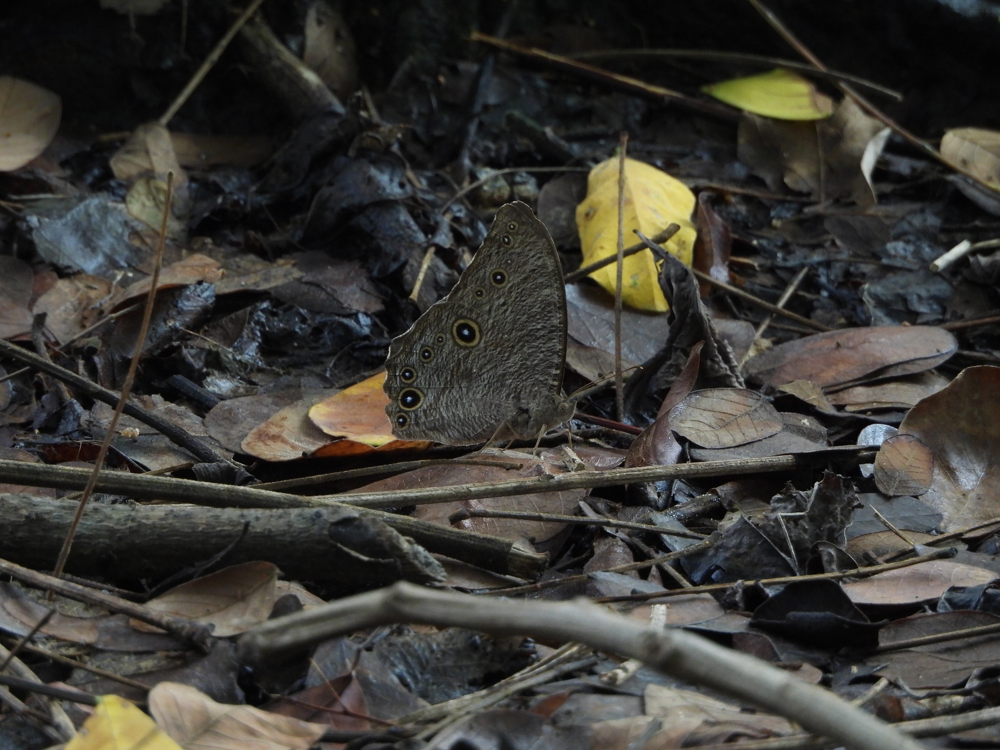 Common Evening Brown