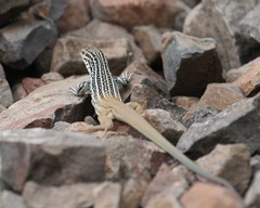 Aspidoscelis scalaris