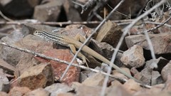 Aspidoscelis scalaris