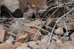 Aspidoscelis scalaris