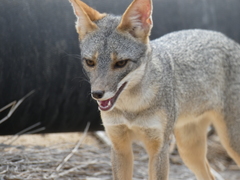 Lycalopex sechurae