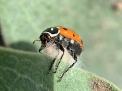 Dinocampus coccinellae