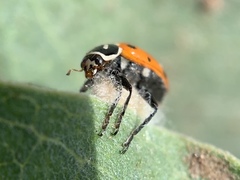 Dinocampus coccinellae