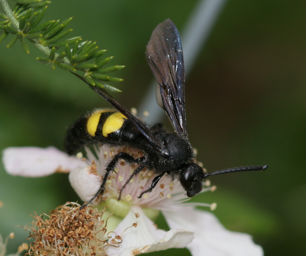 Scolia hirta hirta