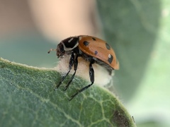 Dinocampus coccinellae