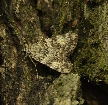 Little Lined Underwing photo 6
