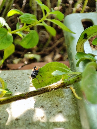 Asiatischer Marienkäfer