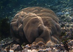 Porites lobata