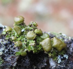 Tuckermanella fendleri