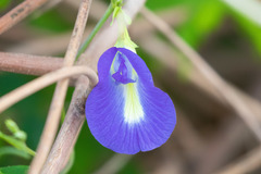 Clitoria ternatea