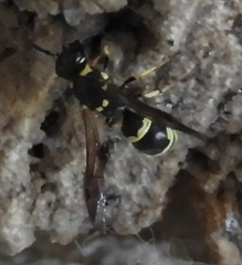 Symmorphus projectus