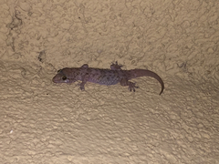 Hemidactylus turcicus