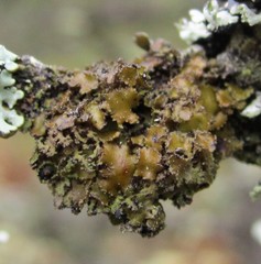 Tuckermanella fendleri