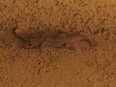 Hemidactylus turcicus