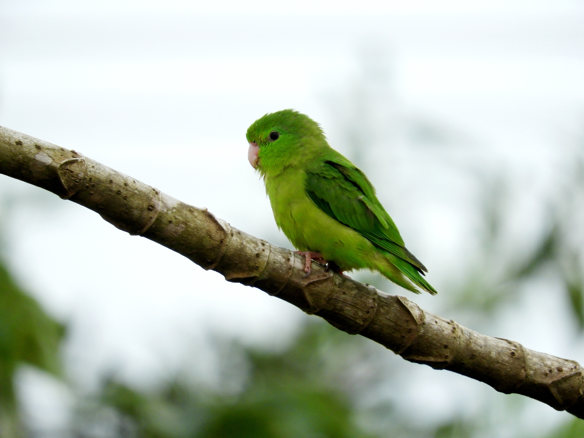 Spectacled Parrotlet illustration
