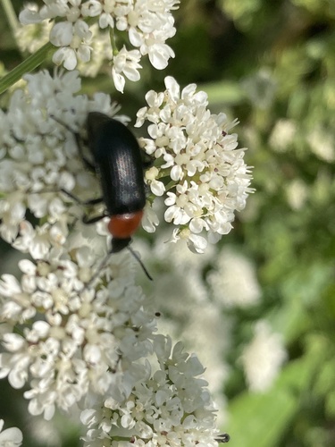 Heliotaurus ruficollis, Rio Mondego, Oliveira do Mondego, Centro, PT, photo 9 of 10