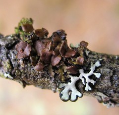 Tuckermanella fendleri