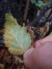 Melampsoridium betulinum