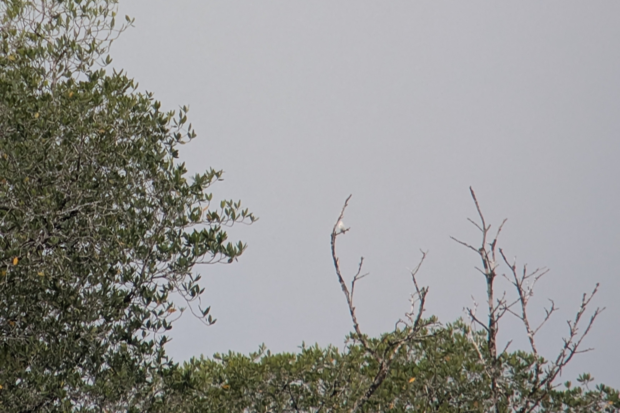 Yellow-billed Cotinga (Carpodectes antoniae), photo 1