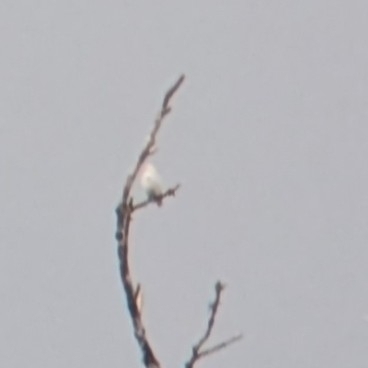 Yellow-billed Cotinga (Carpodectes antoniae), photo 2