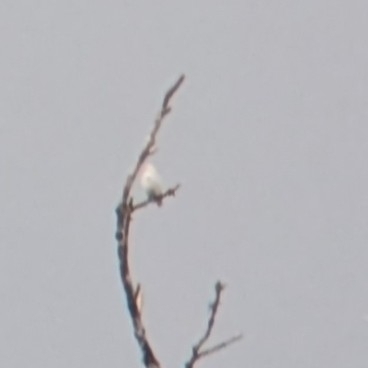 Yellow-billed Cotinga (Carpodectes antoniae), photo 2