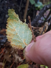 Melampsoridium betulinum