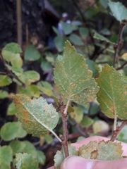 Melampsoridium betulinum