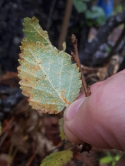 Melampsoridium betulinum