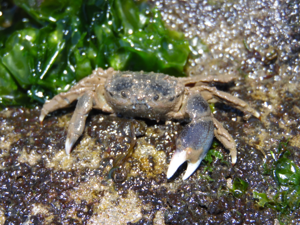 Fringy Arm Wrestler Crab